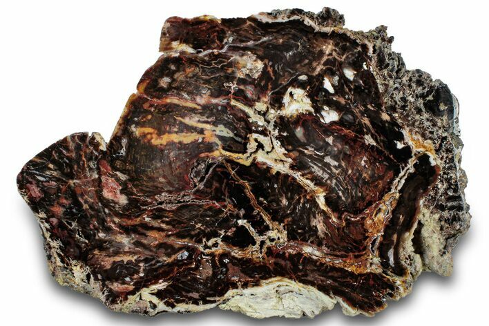 Colorful Polished Petrified Wood Slab - Cherry Creek, NV #302127